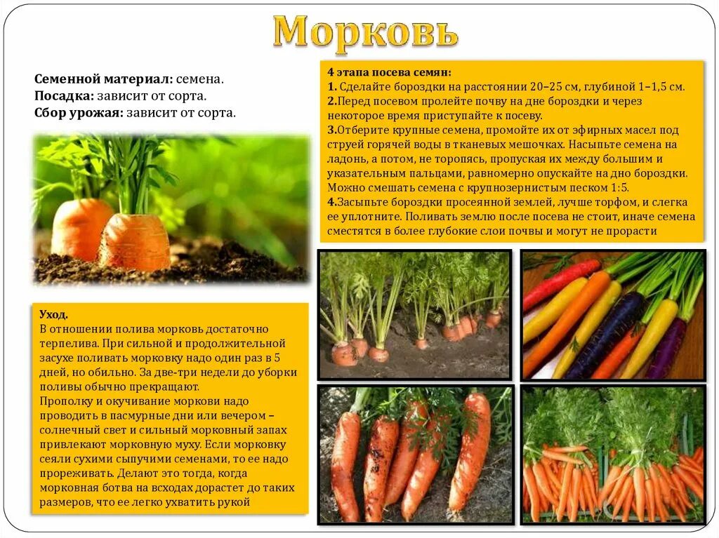 Глубина посева семян моркови. Семена моркови глубина посева семян. Название семян моркови. Сорта моркови для посадки.