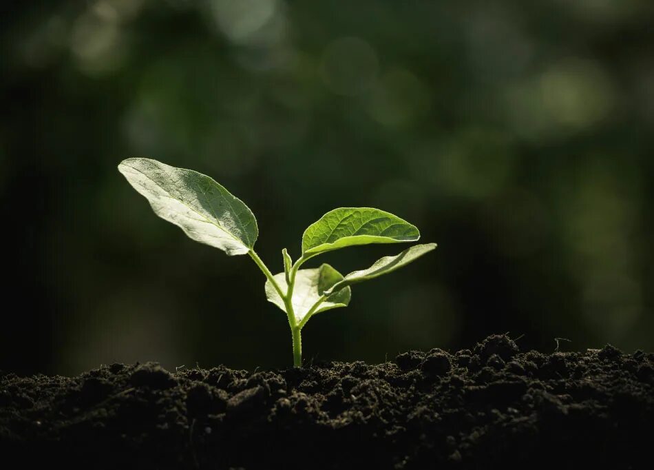 Plant growing is. Растения в почве. Росток из земли. Plant growing is. Росток дерева.