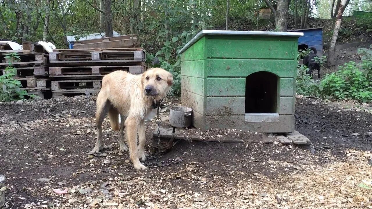 Приют Майский день Иваново. Приют в городе Иваново. Приют Майский день в Иваново собаки. Щенки в приюте Майский день. Майский день приют в контакте