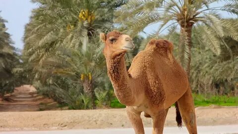 Camel beautiful stars