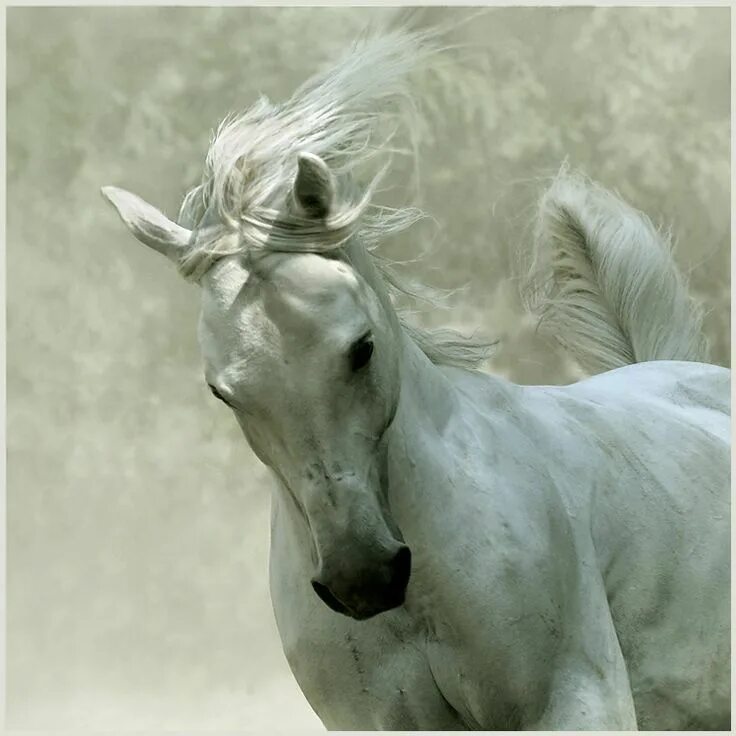 Как выглядит белая лошадь White Stallion Computer Wallpapers, Desktop Backgrounds 2560x1600 ID: 263160 Hor