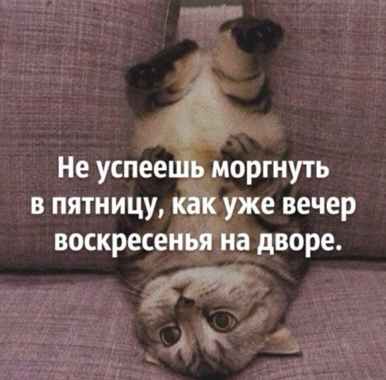 Воскресенье цитаты афоризмы. Вечер воскресенья. вечер воскресенья цитаты. воскресенье цитаты. фразы про вечер воскресенья.