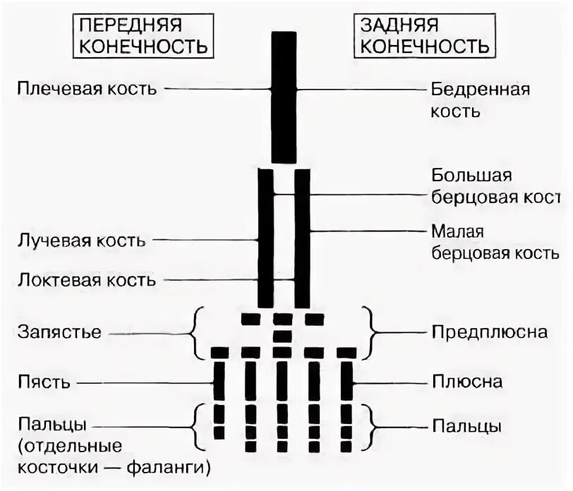 Что понимают под термином пятипалая конечность