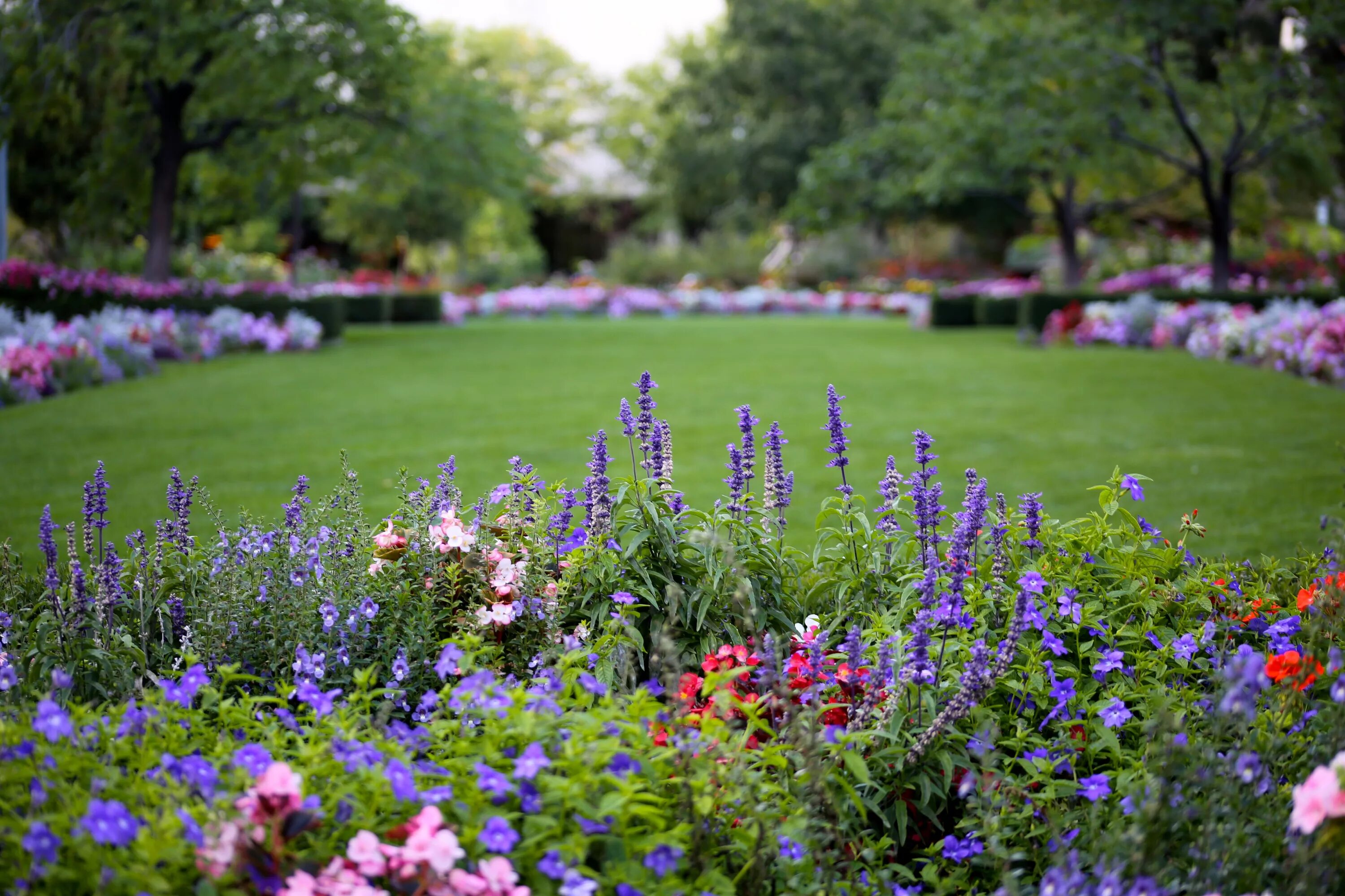 Garden flowers перевод. Миксбордер Аптекарский огород. Флауэрс Гарден. Цветы в саду. Цветочки в саду.