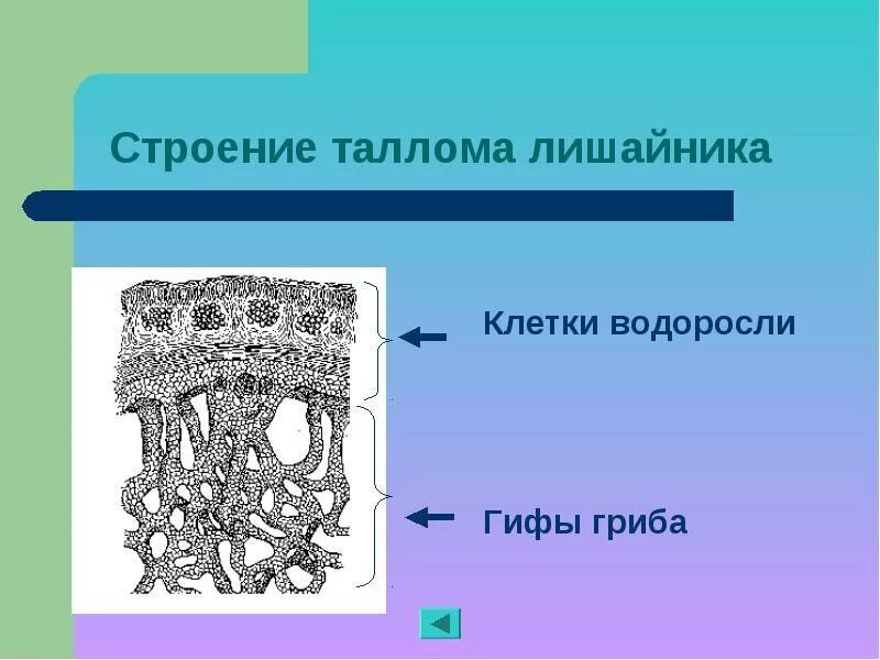 В состав лишайников входят водоросли