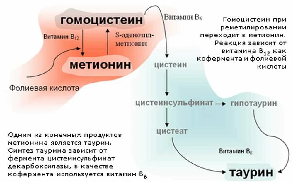 Гомоцистеин фолиевая