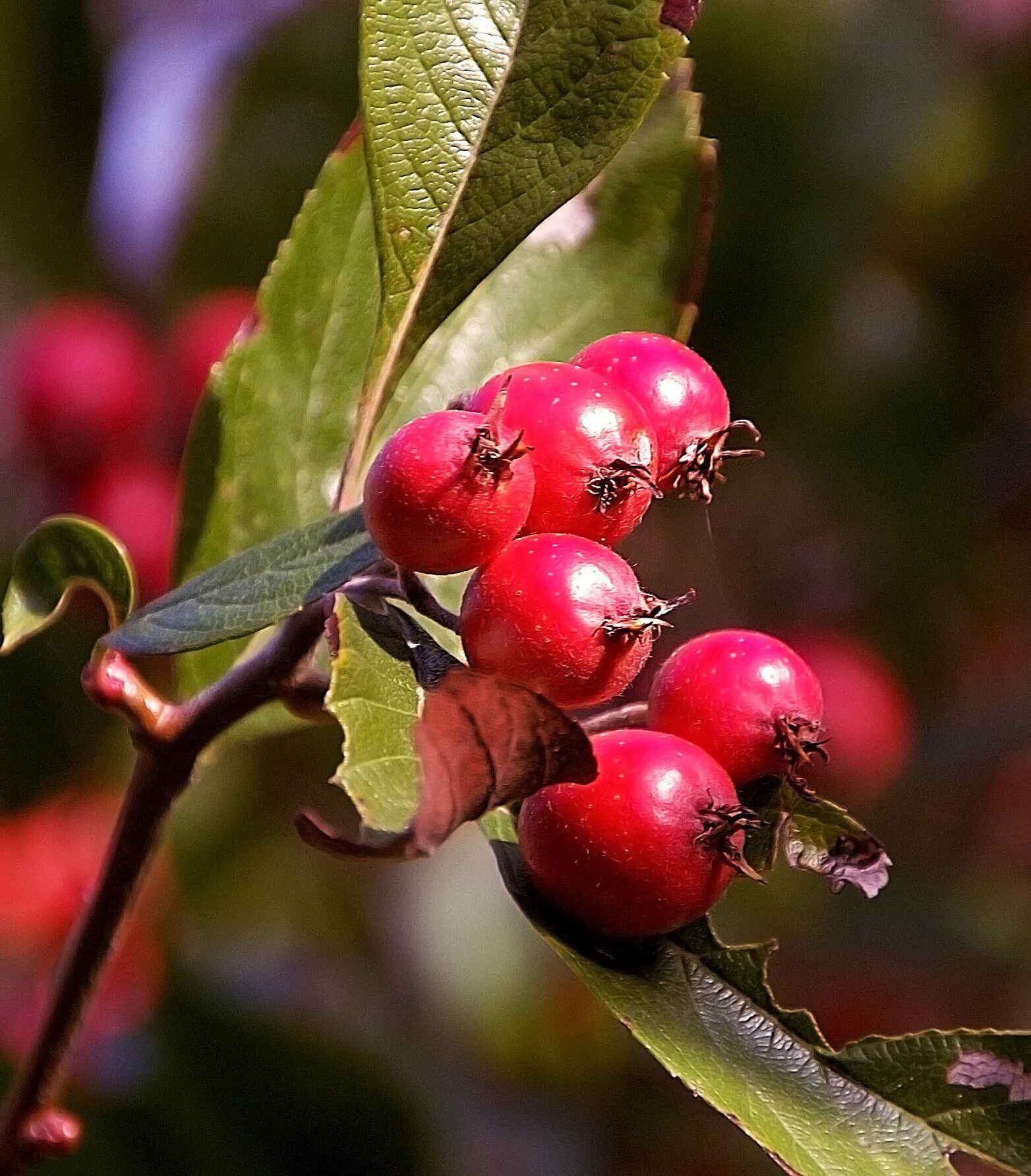 Боярышник Сибирский Crataegus sanguinea. Боярышник Сибирский кроваво-красный. Боярышник кроваво-красный, Сибирский Crataegus sanguinea. Боярышник Даурский Crataegus dahurica.