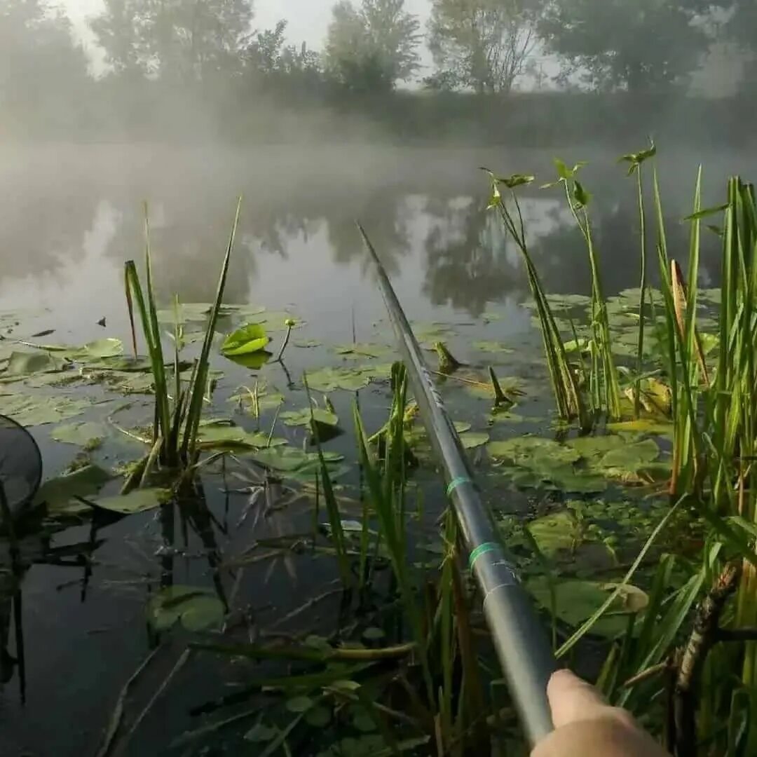 Летним утром мы направляемся на рыбалку природа. Красивая природа рыбалка. Рыбалка летом. Рыбалка от первого лица. Рыбалка красивый вид.