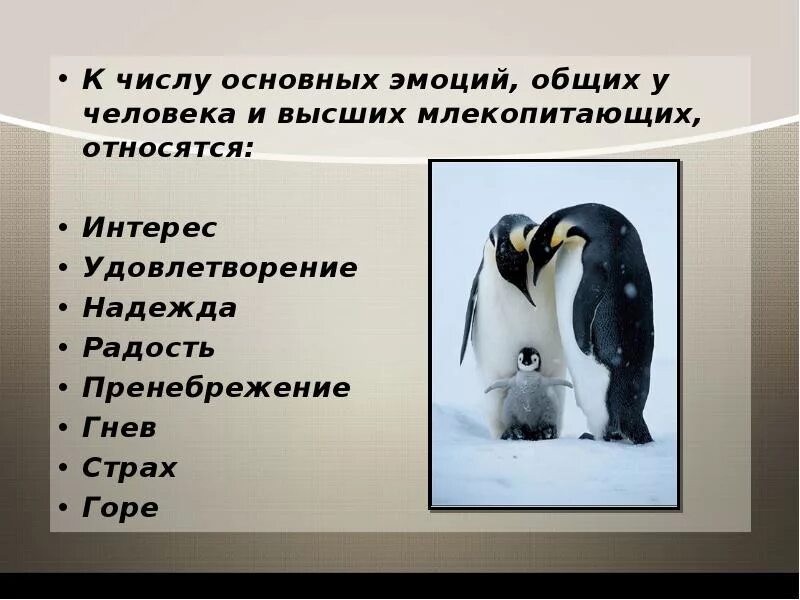 Внутренние чувства животных. Эмоции животных доклад. презентация эмоции животных. презентация эмоции животных в рисунках и фотографиях. эмоции у животных 4 класс.