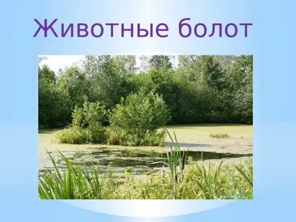 Тема топи