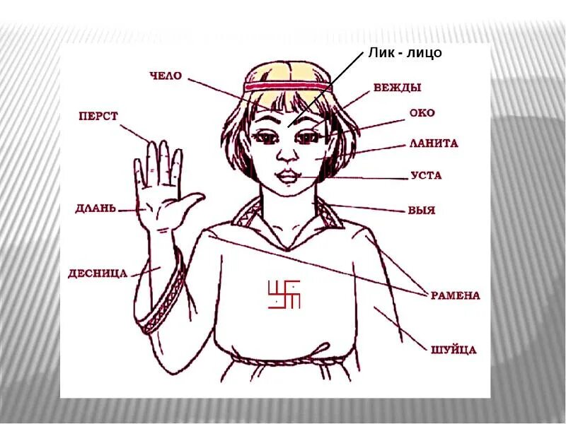 Название всех частей тела человека. Название частей тела на старорусском языке. Старинные названия частей тела. Старинные названия частей тела. Устаревшие слова.
