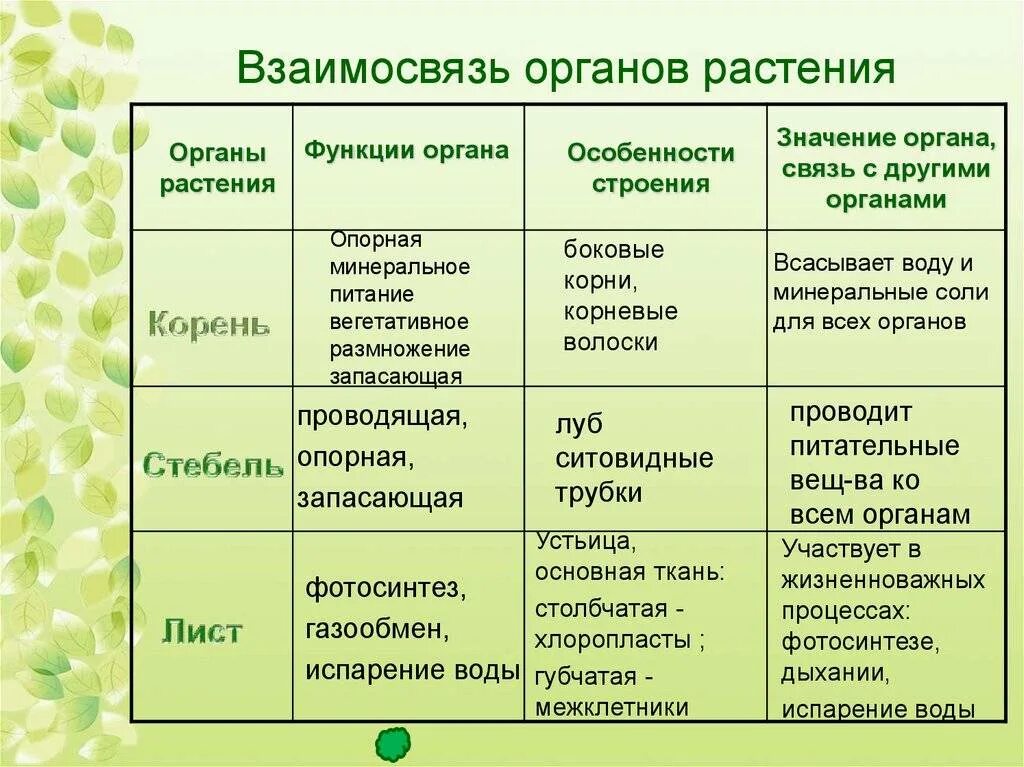 Функции органов растений цветки. Органы растений, функции органов. система органов растений 5 класс. органы растений 6 класс биология таблица. функции органов растений 6 класс.
