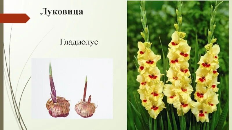Побега гладиолуса. Клубни луковицы гладиолуса. строение клубня луковицы гладиолуса. видоизменение побега гладиолуса. размножение клубнелуковицами гладиолуса.