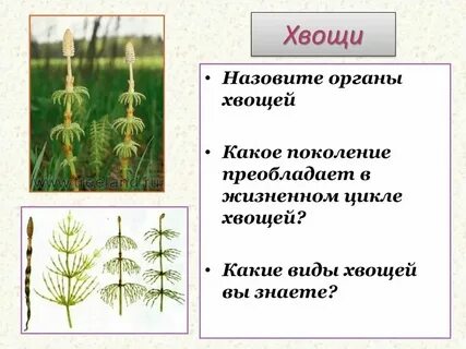 Систематика хвоща