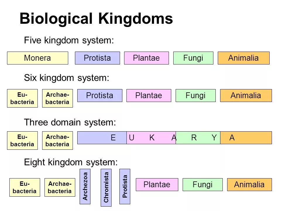 Classification system. Kingdoms of Biology. Biological classification. Kingdoms in Biology. Classification Biology.