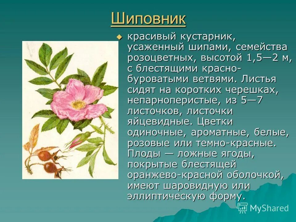 Особенности строения стебля розоцветных. Листья розоцветных. розоцветные латинское название. паспорт семейства розоцветные. семейство розоцветные листья.