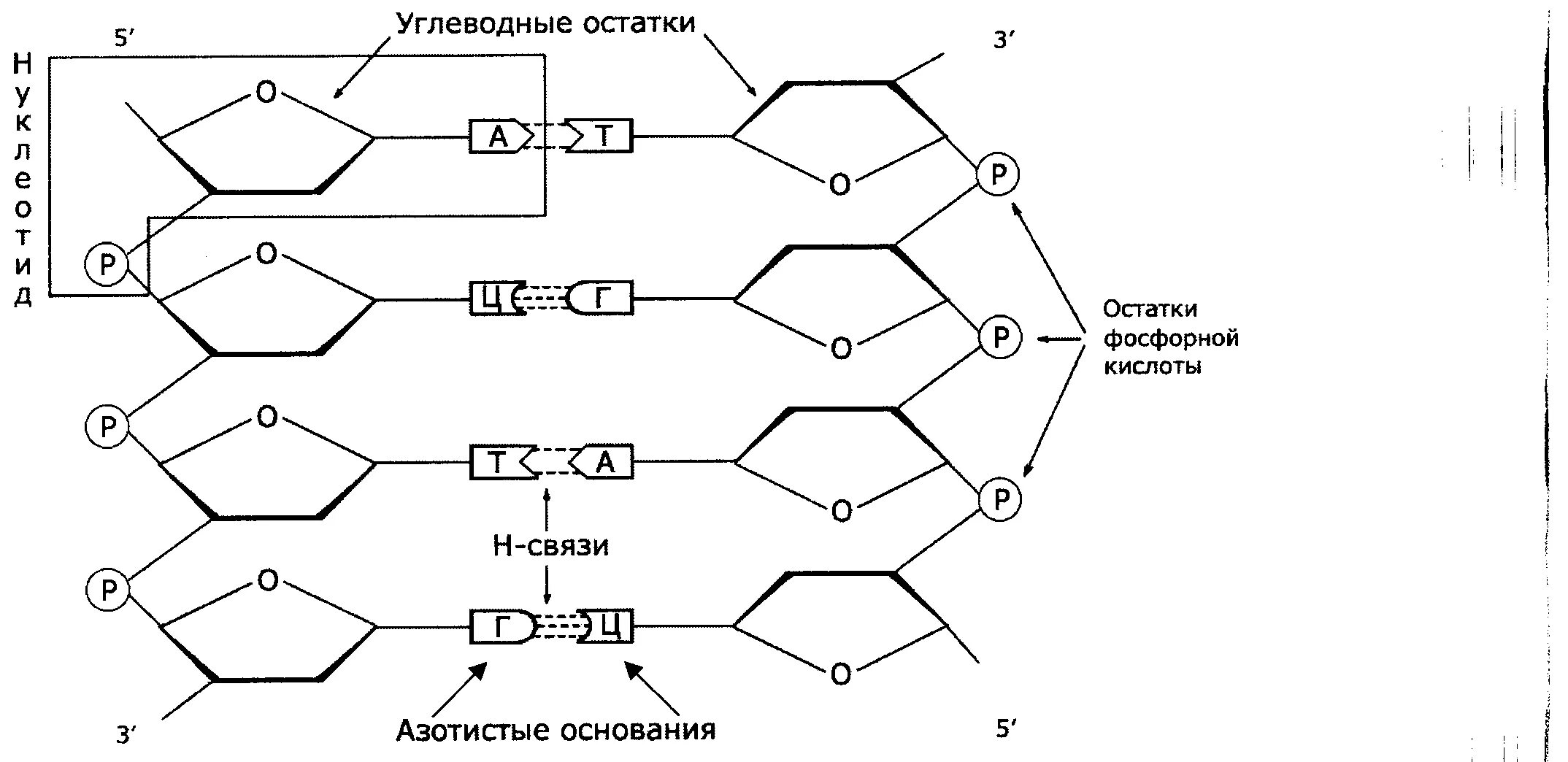 схема строения нуклеотида днк и рнк. структура второй цепочки днк. днк цепочка нуклеотидов. цепь днк схема. цепь днк схема.