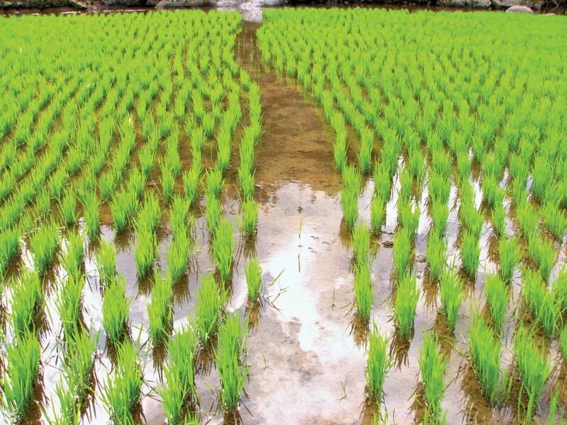 Покажи видео как выращивают. Лиманное рисоводство. Заливное рисоводство. Рисовые поля в России. Рисовые плантации в России.
