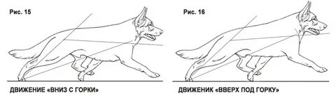 Характер движения собаки