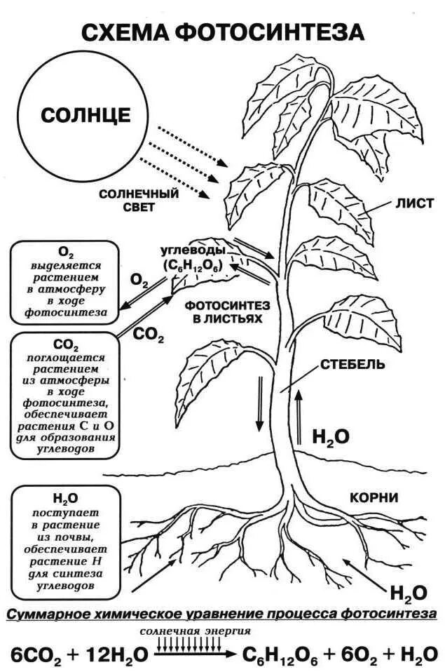 Схема фотосинтеза у растений. Процесс фотосинтеза у растений схема. Схема фотосинтеза у растений биология. Что такое фотосинтез листа в биологии. Тест передвижение веществ у растений 6 класс