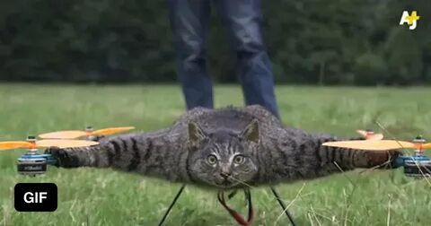 Кошки летают видео