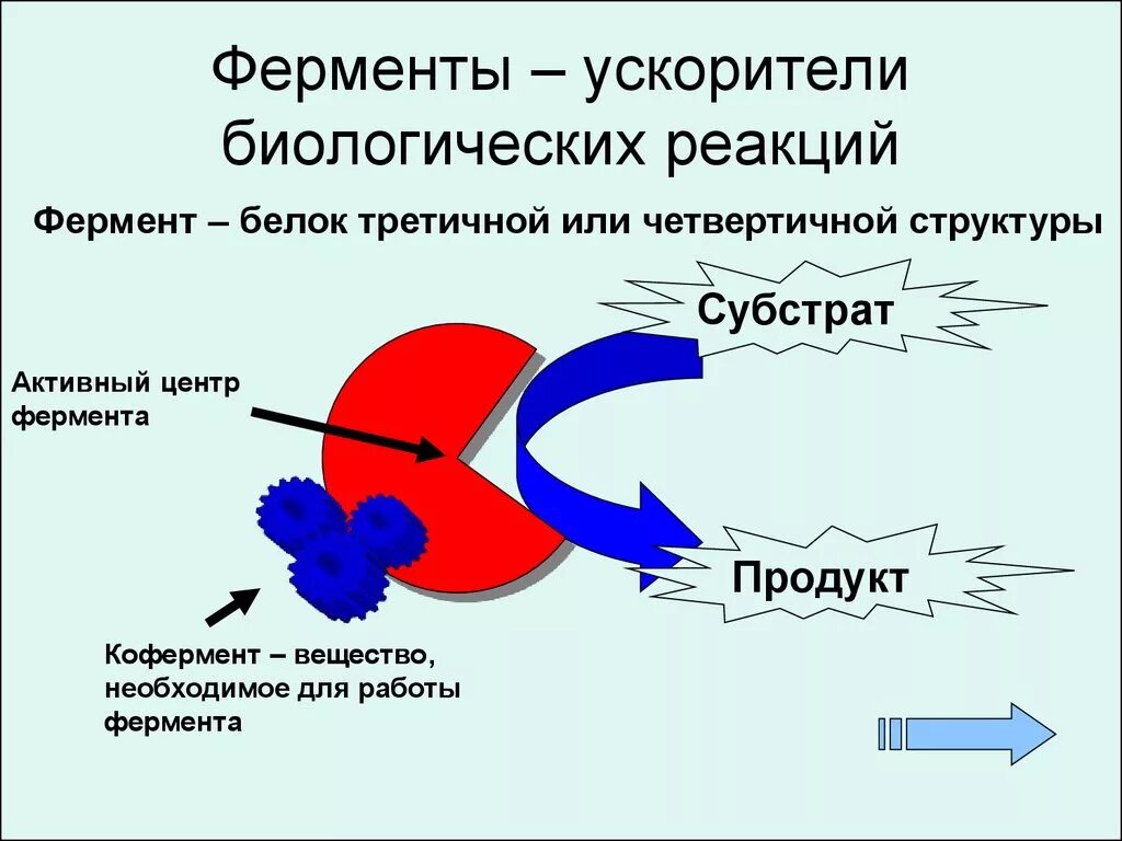 Ускоряет химическую реакцию в организме