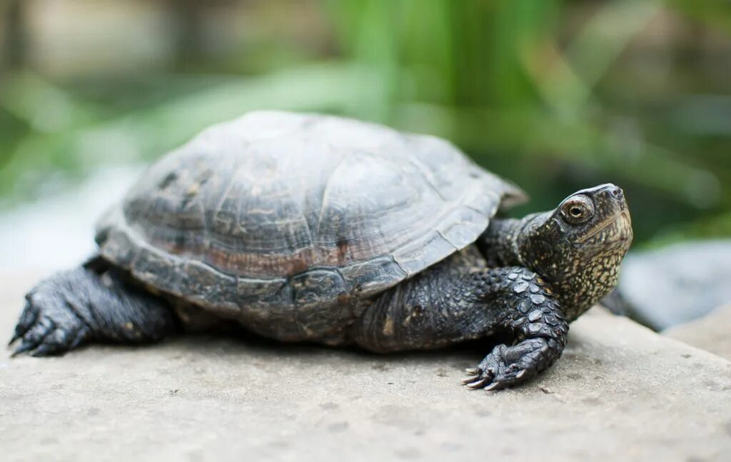 Пустынная черепаха. Садовая фигурка черепаха. Болотная черепаха мюленберга. Желтоногая черепаха шабути. Черепаха в пустыне.