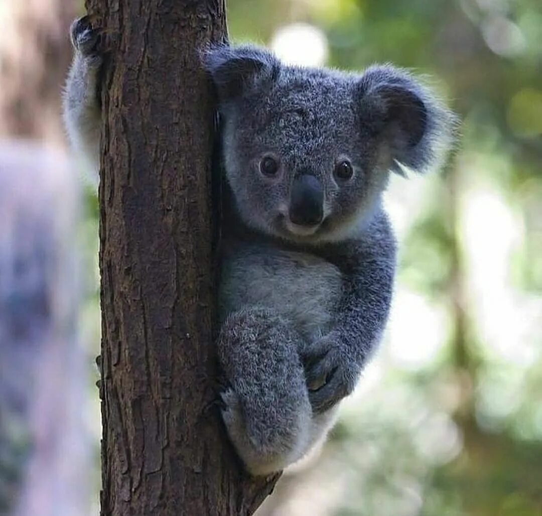 Коала перевод. Коала. Мишка коала. Коала с детенышем. Австралийская коала.