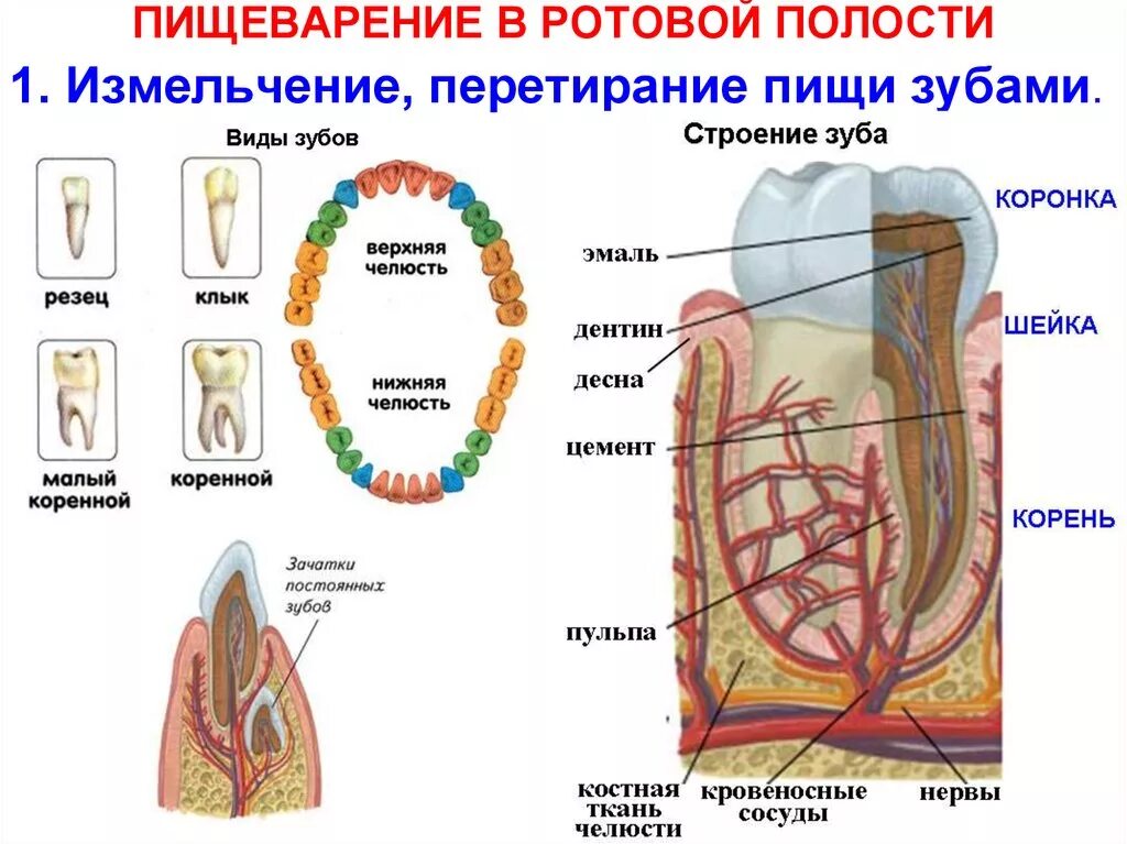 Пищеварение в ротовой полости функции. Пищеварительная система строение зубов. Биология 8 класс пищеварение в ротовой полости. Пищеварение строение зуба 8 класс. Пищеварение в ротовой полости строение зуба.