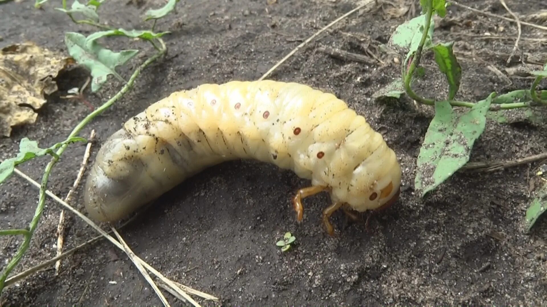 Image of Grub Worms, Coconut Rhinoceros Beetle. Stock Photo - Image of insect, e