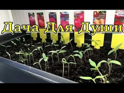 Рассада георгин вытянулась что делать