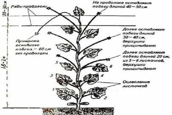 Как прищипывать огурцы в теплице. Прищипывать огурцы схема. Схема прищипывания огурцов в грунте. Огурцы прищипывание в теплице схема. Пасынковать огурцы в теплице.