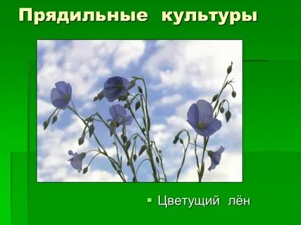Прядильные культуры 3 класс