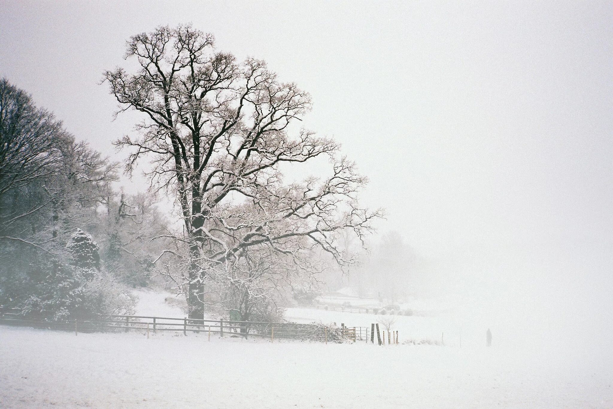 Заснеженная местность. Зимние деревья в тумане. Зимний туманный пейзаж. Зима туман. Где умеренно холодная снежная зима
