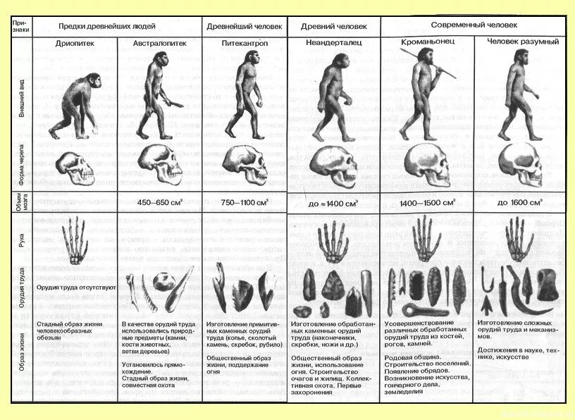 Основные виды человека. Таблица основные этапы эволюции человека предки человека. Таблица развития древнего человека. Антропогенез этапы эволюции человека. Эволюция человека предковые формы.