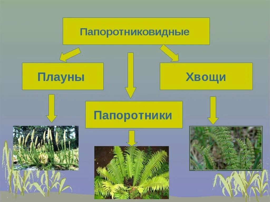 Хвощи Моховидные плауны. Папоротникообразные плауны хвощи папоротники. Плауновидных, хвощевидных, папоротниковидных. Папоротники хвощи и плауны классификация.