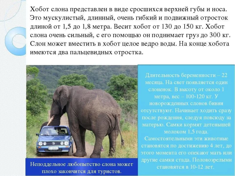 Аннотация слон. Аннотация слон