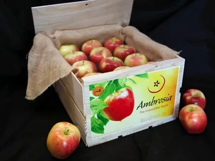 Сорт яблони амброзия отзывы