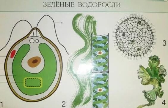 Биология 6 класс учебник водоросли. Зеленые водоросли биология. строение водорослей ботаника. рисунок зеленых водорослей по биологии. зеленые водоросли зарисовать.