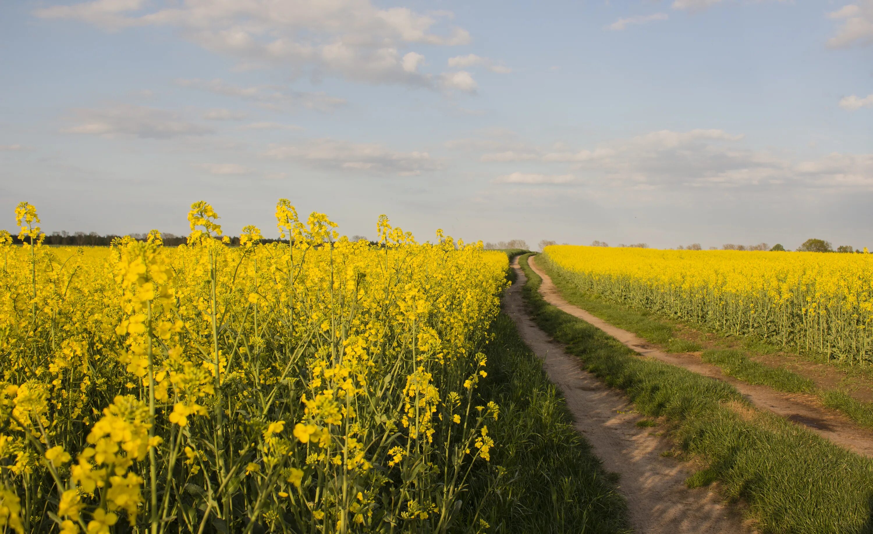 #countryside #farm #field #flora #flowers #landscape #outdoors #rural Natur, Fel