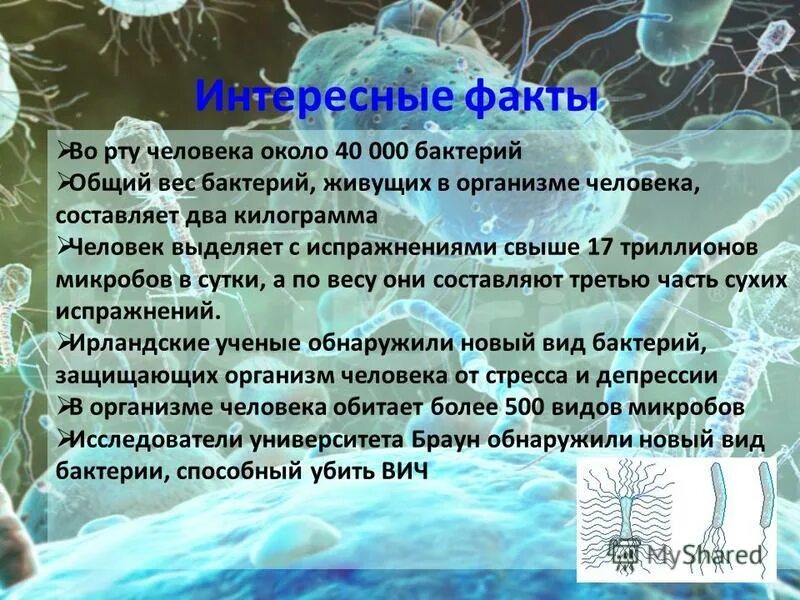 Микроорганизмы в организме человека. Бактерии в человеческом организме. Микрофлора человека. Какие бактерии живут в организме. Распределение микроорганизмов в теле человека.