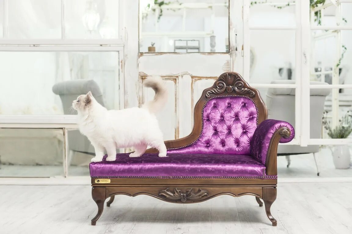 Cat sofa розовые. Cat Sofa дутыши. Диванчик для кошечки. Кошка софа. Кеды Cat Sofa.