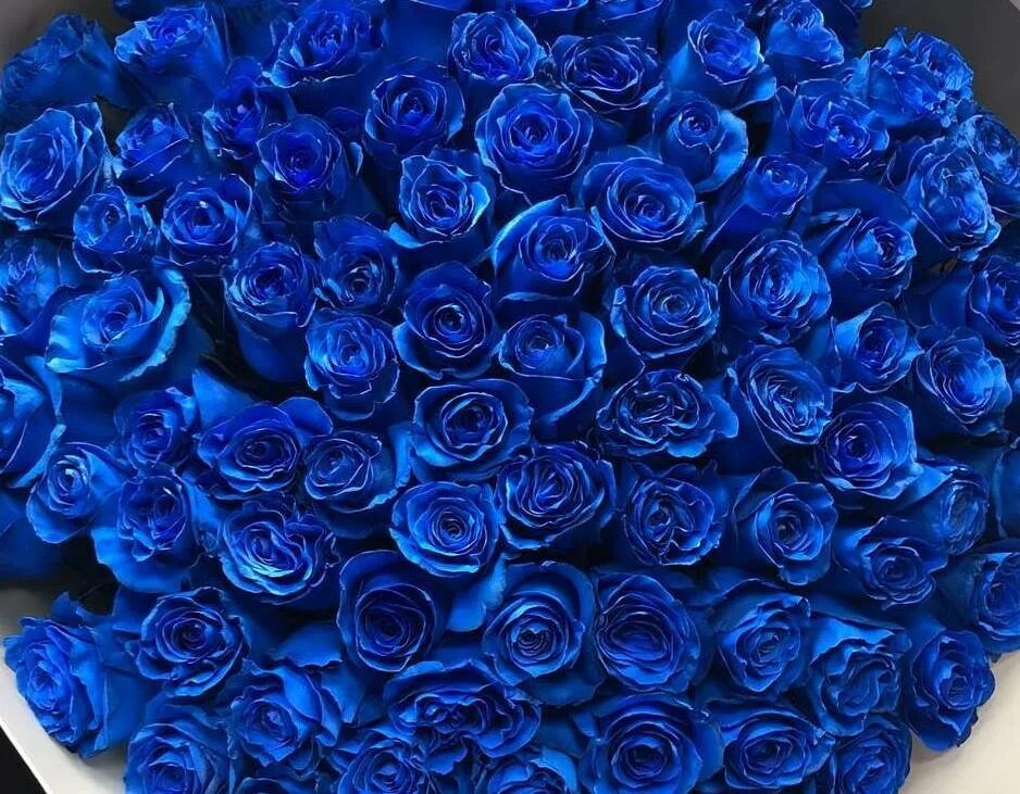 голубые розы сантори. эквадорские синие розы. букет синих роз. розы синего цвета. голубые розы букет.