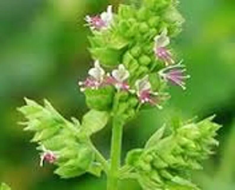Пачули что за запах. Pogostemon cablin. пачули растение. пачули фото растения. борнеол растение.