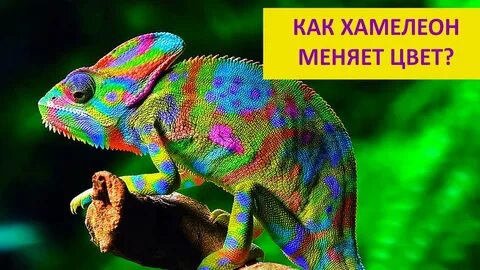 Код хамелеон