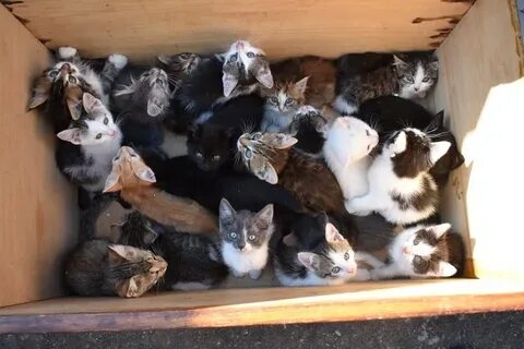 Птичий рынок продать котят