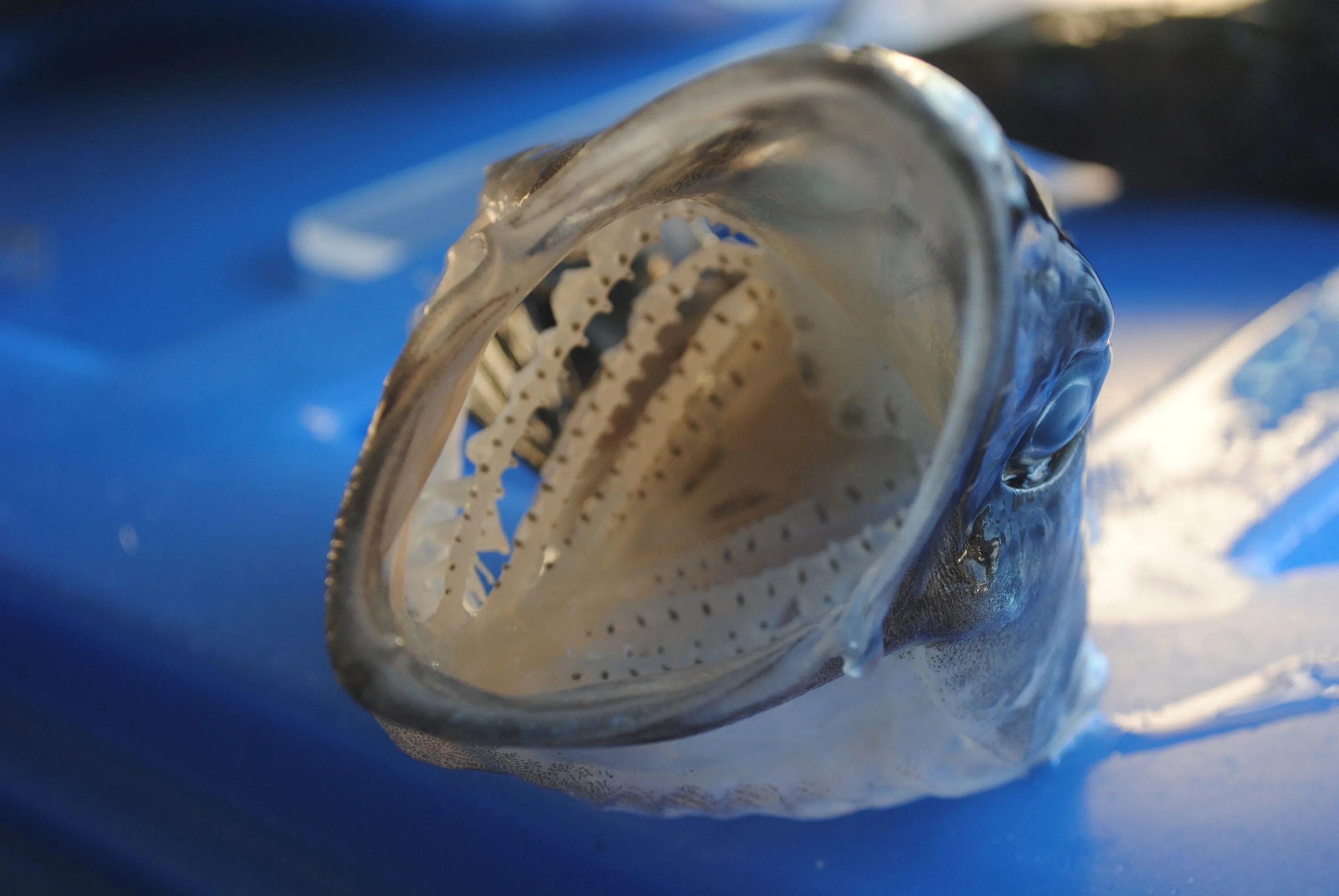 Icefish