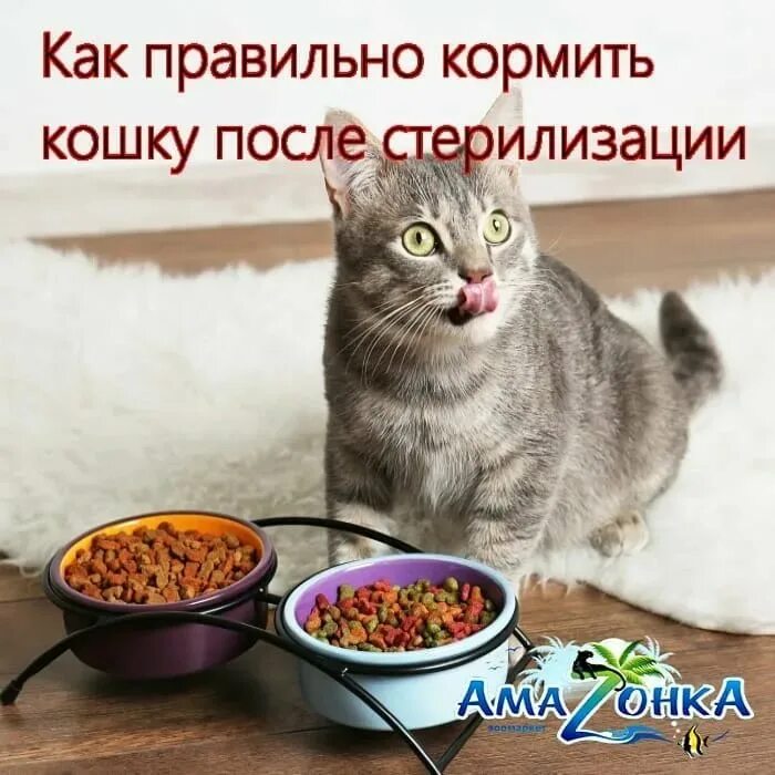 Какие крупы можно кошкам
