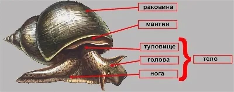 Отделы брюхоногих