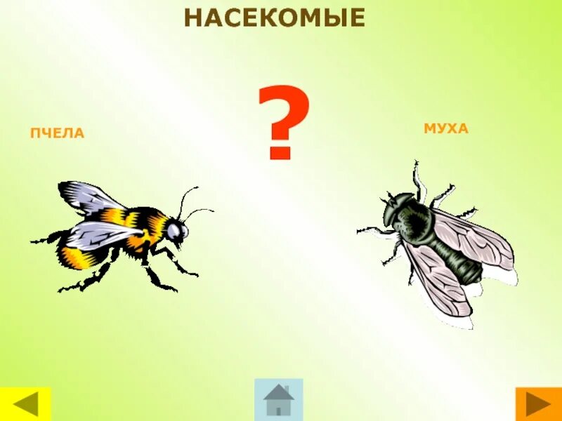 Муха и пчела. Сознание мухи и пчелы. Сознание мухи и сознание пчелы. Муха пчела насекомое.